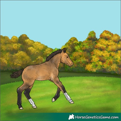Horse Color:Buckskin 