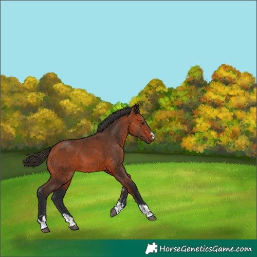 Horse Color:Bay 