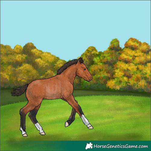 Horse Color:Bay Rabicano 