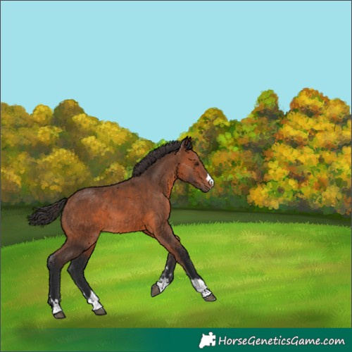 Horse Color:Bay 