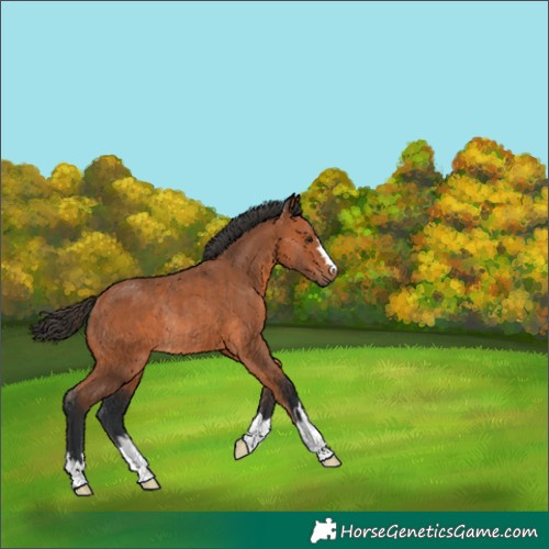 Horse Color:Bay Rabicano 