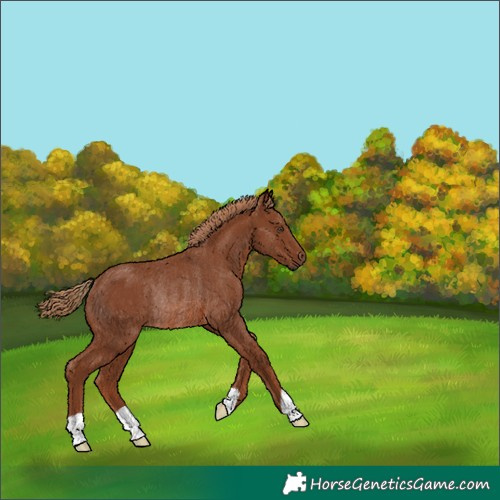 Horse Color:Chestnut Rabicano 