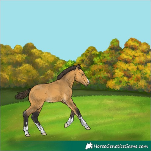 Horse Color:Buckskin 