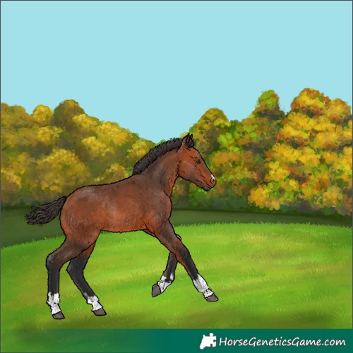 Horse Color:Bay Rabicano 
