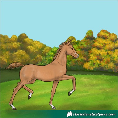 Horse Color:Chestnut Rabicano 