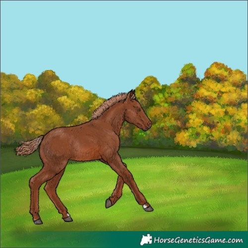 Horse Color:Chestnut Rabicano 