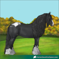 Horse Color:Black Appaloosa