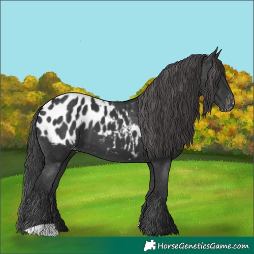 Horse Color:Black Appaloosa
