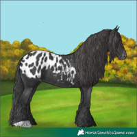 Horse Color:Black Appaloosa 