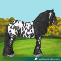 Horse Color:Black Near Leopard