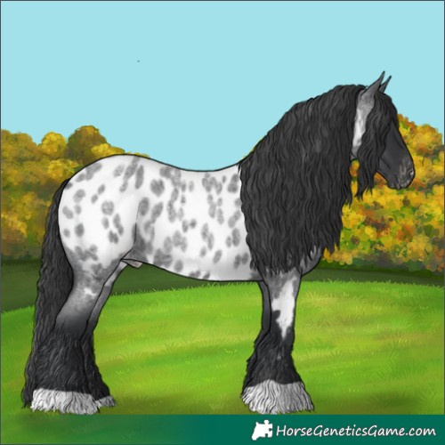 Horse Color:Blue Roan Appaloosa 