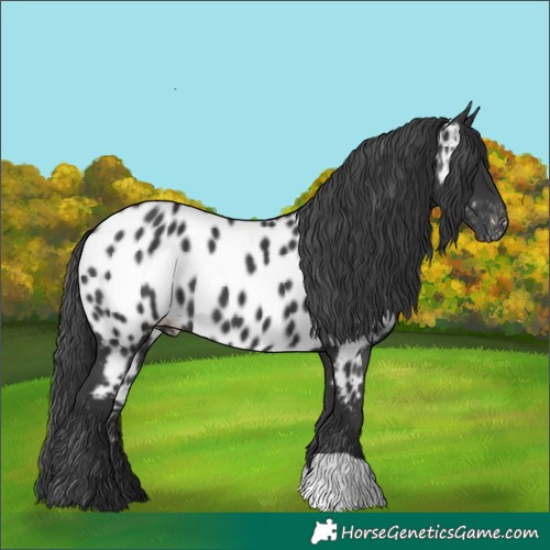 Horse Color:Black Near Leopard 