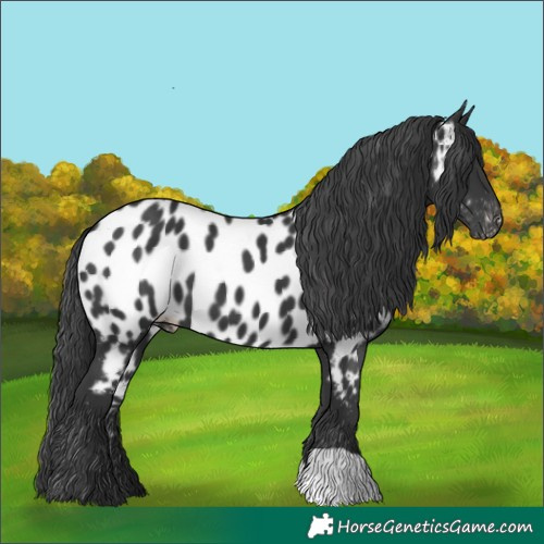Horse Color:Black Appaloosa 