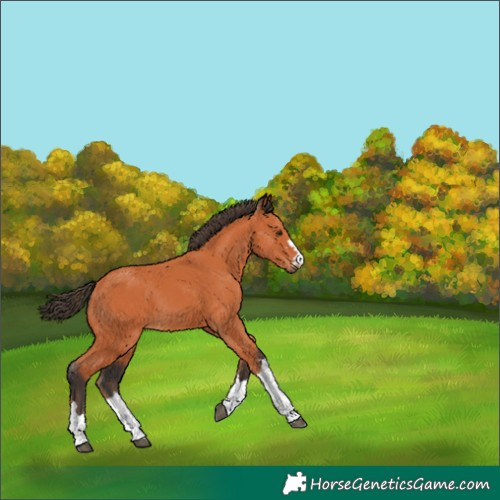 Horse Color:Bay 