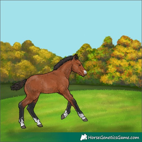 Horse Color:Bay Rabicano 
