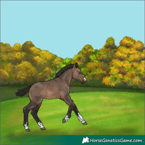 Horse Color:Brown Dun 