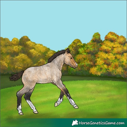 Horse Color:Buckskin Roan 