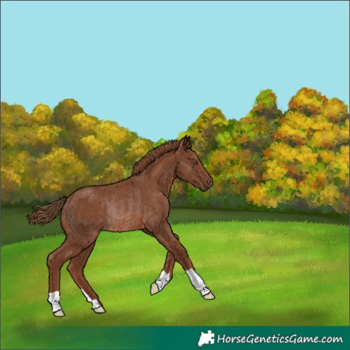 Horse Color:Chestnut Rabicano 