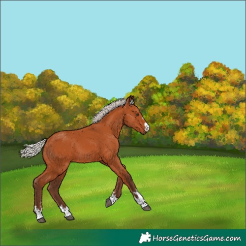 Horse Color:Silver Bay 