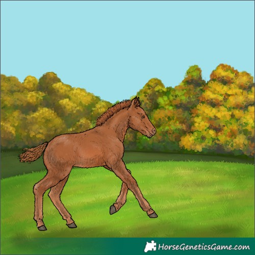 Horse Color:Chestnut 