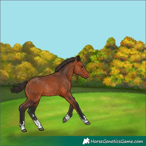 Horse Color:Bay Rabicano 