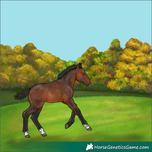 Horse Color:Bay Rabicano 