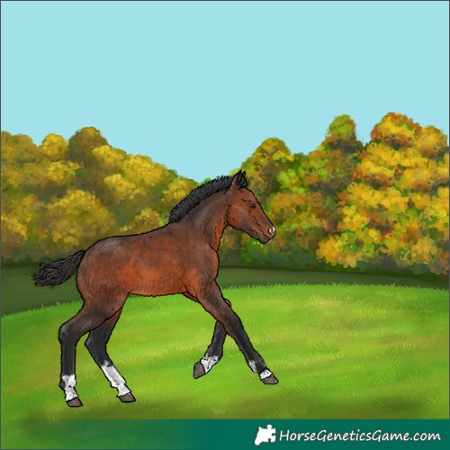 Horse Color:Brown 