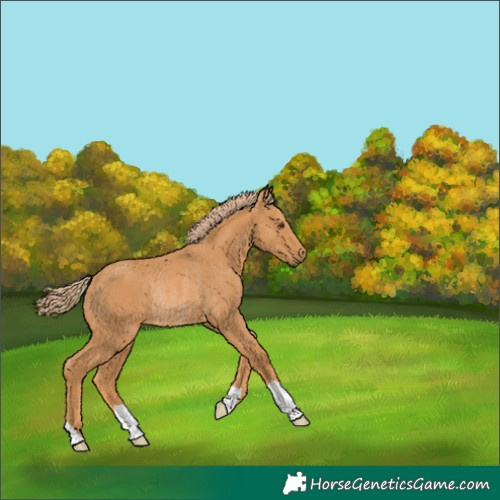 Horse Color:Chestnut Rabicano 