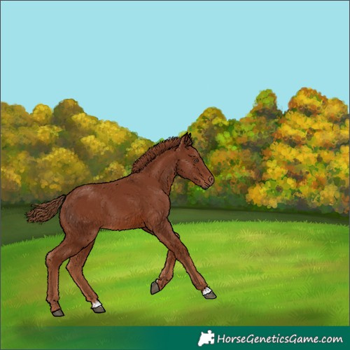Horse Color:Chestnut 