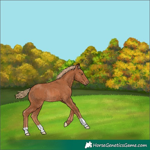 Horse Color:Chestnut Rabicano 