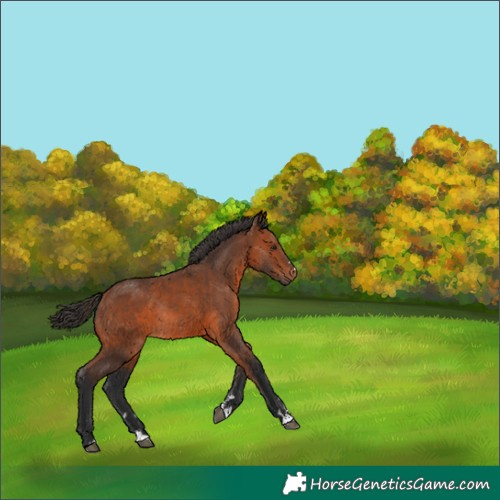 Horse Color:Bay Rabicano 