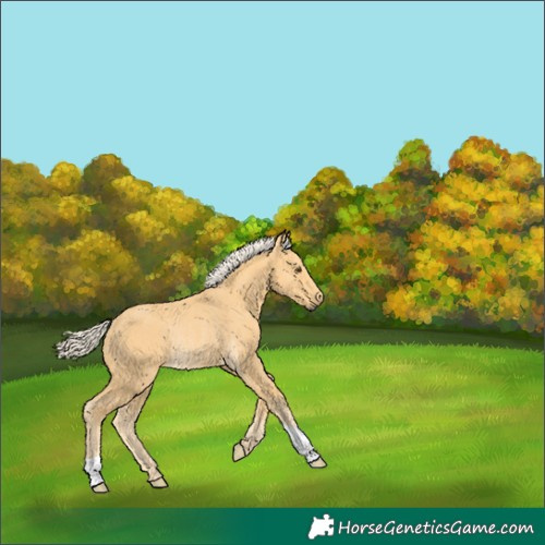 Horse Color:Palomino Rabicano 
