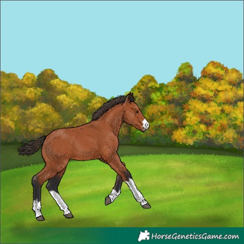 Horse Color:Bay 