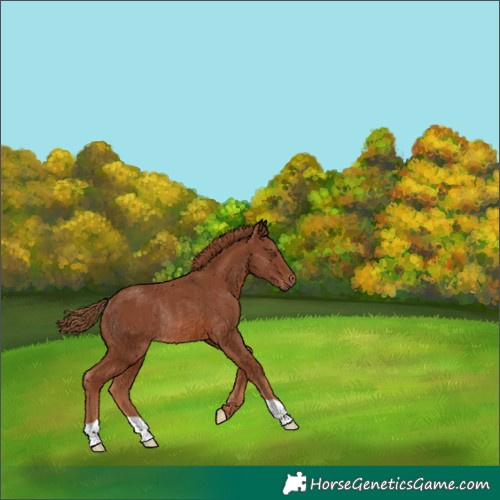 Horse Color:Chestnut Rabicano 