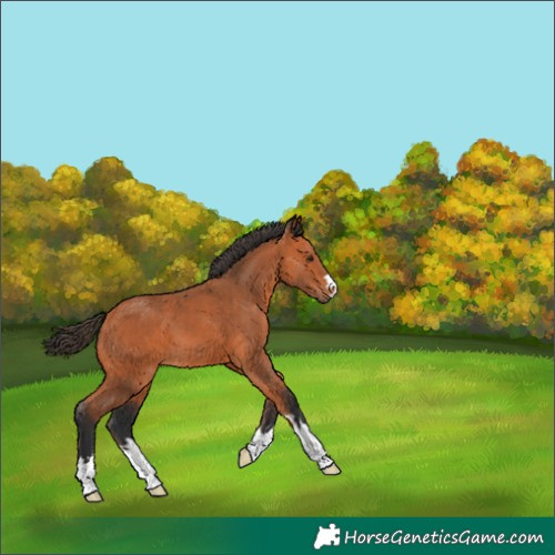 Horse Color:Bay 