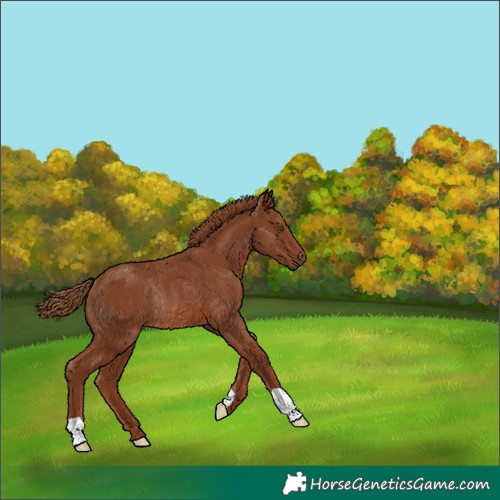 Horse Color:Chestnut Rabicano 
