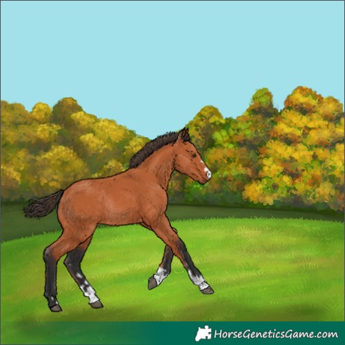 Horse Color:Bay Rabicano 