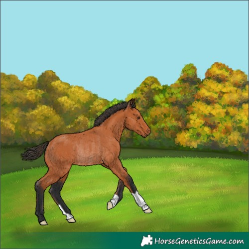Horse Color:Bay Rabicano 