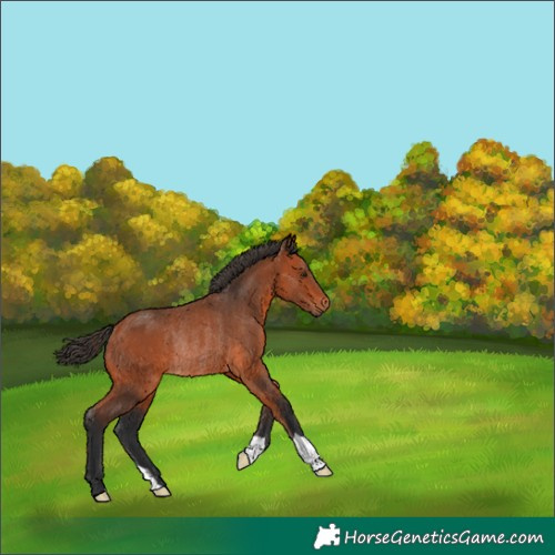 Horse Color:Bay Rabicano 