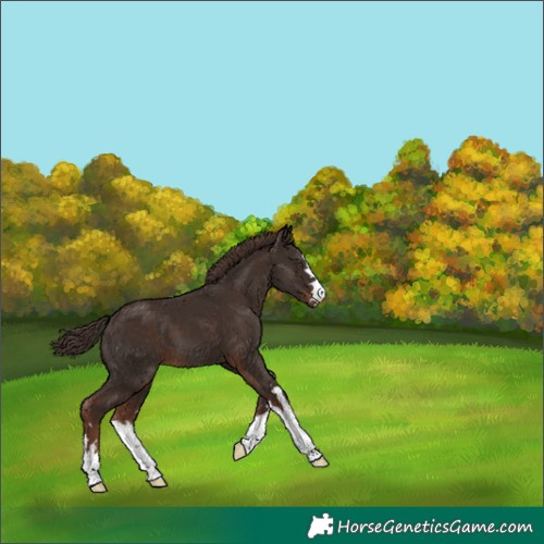 Horse Color:Liver Chestnut 