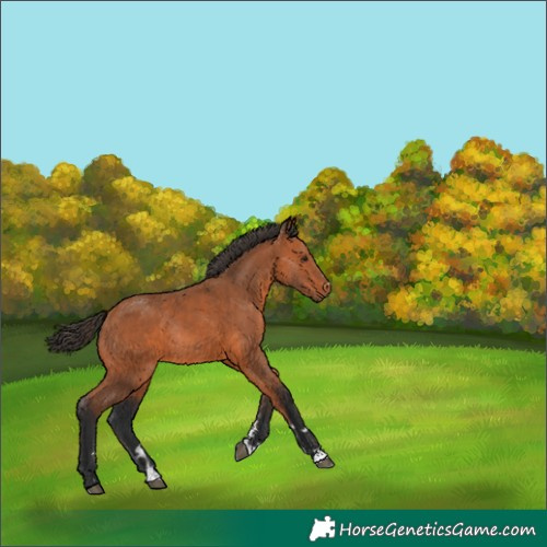 Horse Color:Bay Rabicano 