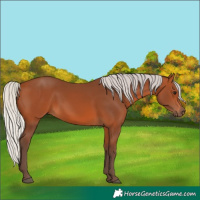 Horse Color:Silver Bay 