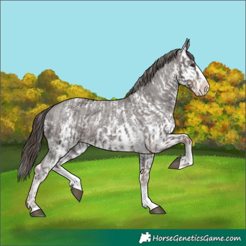 Horse Color:Liver Chestnut Sabino Splash Appaloosa and Liver Chestnut Sabino Splash Appaloosa