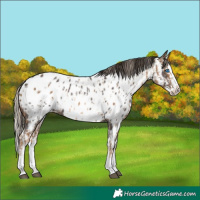 Horse Color:Chocolate Palomino Sabino Splash Appaloosa  and Liver Chestnut Sabino Splash Appaloosa 