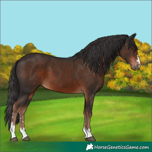 Horse Color:Liver Chestnut 