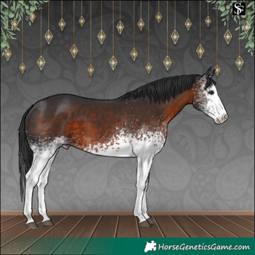 Horse Color:White Spotted Brown 