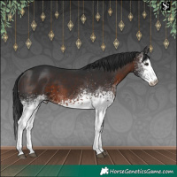 Horse Color:White Spotted Brown 