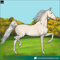 Horse Color:Cremello Tobiano 