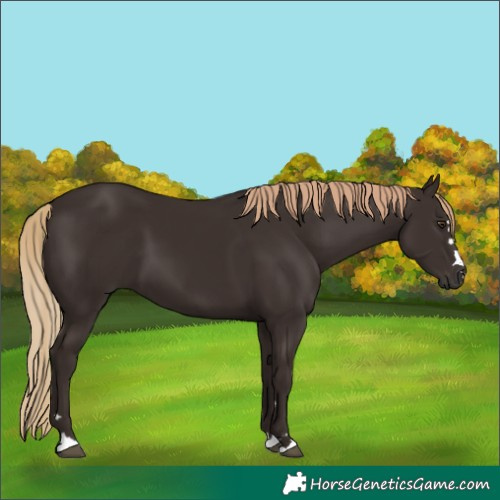 Horse Color:Liver Chestnut 