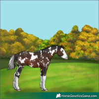 Horse Color:White Spotted Liver Chestnut Splash 